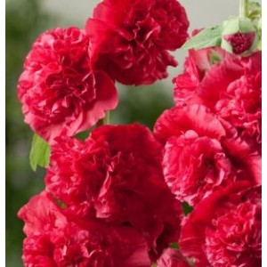 Alcea rosea 'Chaters Scarlet' / Harilik tokkroos 'Chaters Scarlet'